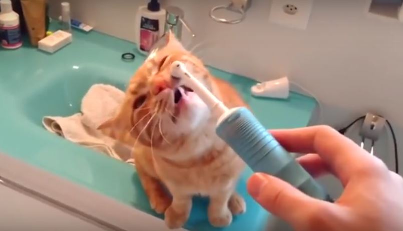 Electric Toothbrush Sends Kitty Into A Frenzy. Like, REAL…