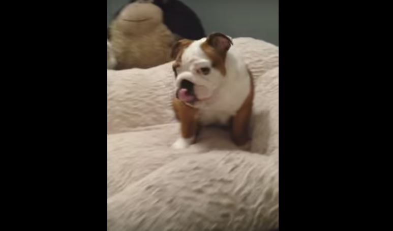 Bulldog Can’t Get Enough Of His New Bed. His…