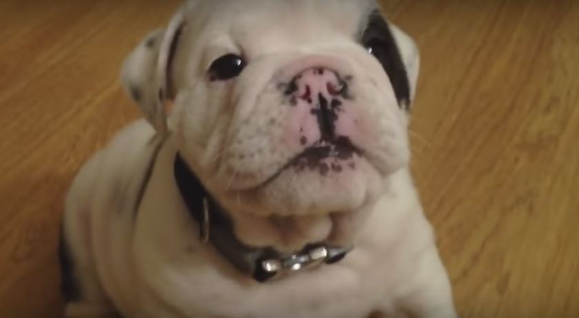 This Young Bulldog Will Do Anything To Win His…