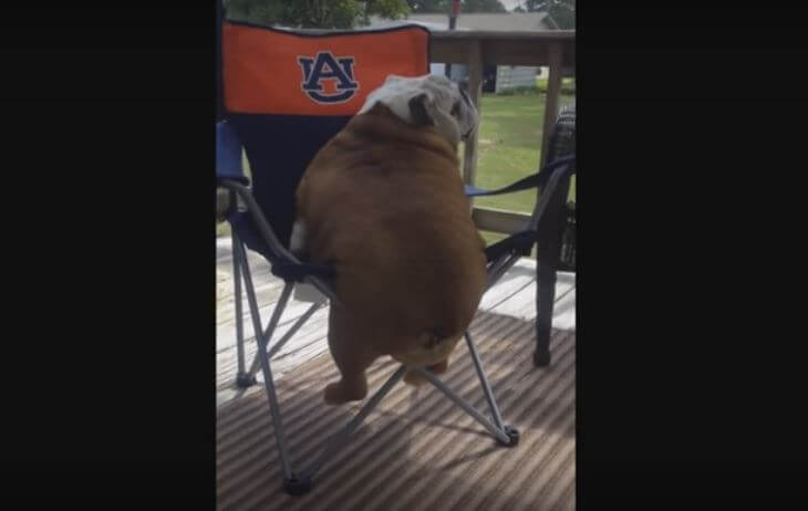 This Bulldog Is Having Some Real Trouble Climbing The…