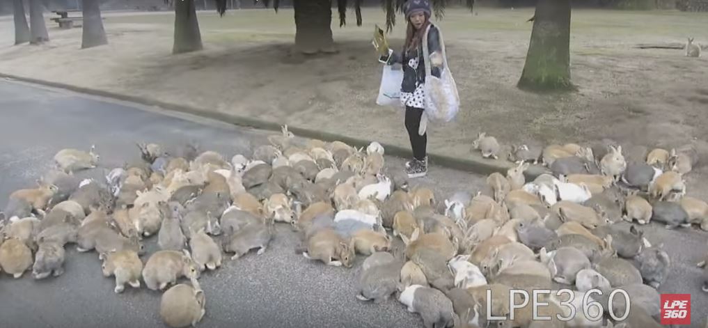 This Woman Is Being Chased by A HUGE Army Of Bunnies!