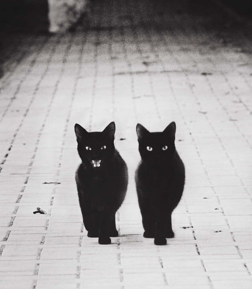 9 Gorgeous Black & White Pictures Of Cats! That Last Photo Is Simply Epic.