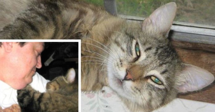 Woman In Tears Drops A Cat At A Shelter.…