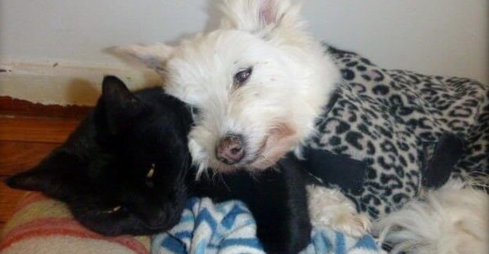 Unwanted Cat And Abandoned Dog Found Each Other. Now…