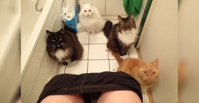 10 Cats Who Don’t Care About Personal Space… Even…