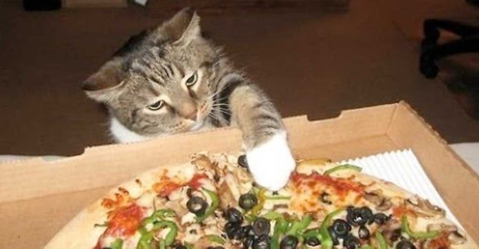 Cat Spots Some Pizza On The Table, His Reaction…