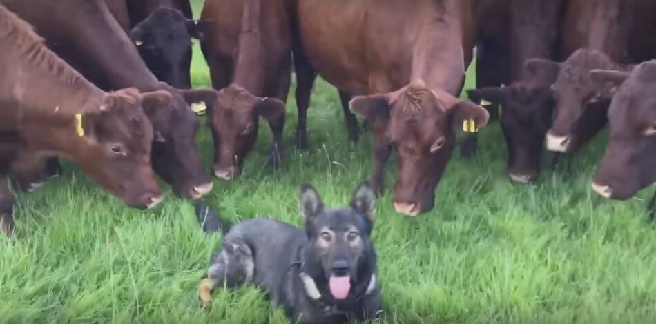 These 14 Cows Are Totally Weirded Out By The Pooch That Is In Front Of Them!