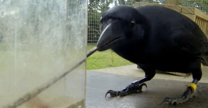 They’re About To Test A Crow’s Intelligence. Their Results…