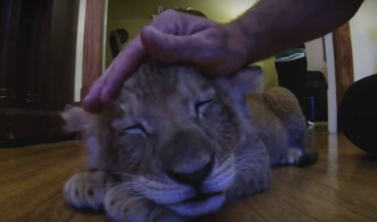 Watch: Lion Cub Falls Asleep After A Little Petting. Nothing Could Get Cuter Than This!