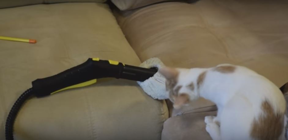 Kitty Finds A Steam Cleaner. Now He’s Weirded Out…