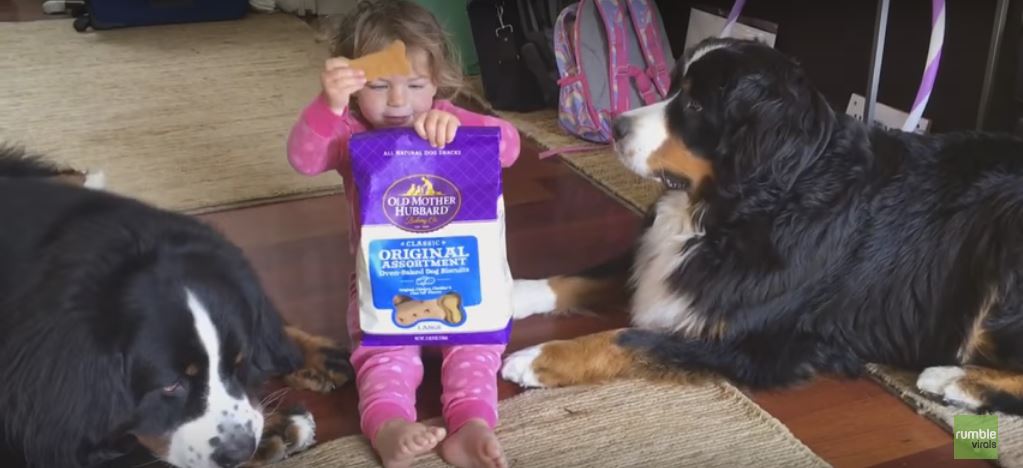 Baby Girl Feeds Her Two Giant Dogs. This Couldn’t Get Any Cuter!