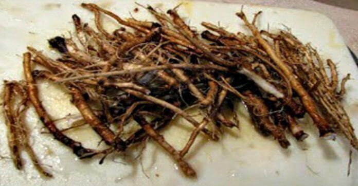 According To Scientists, This Root Kills 98% Cancer Cells…