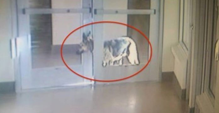 Surrendered Dog Broke Through 3 Doors Just To Find…