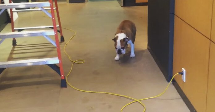 Scared Dog Comes Up With A Hilarious Way To…