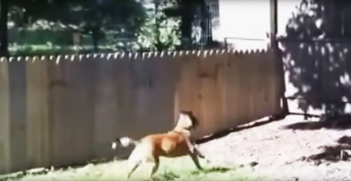 Man Builds A Fence To Keep His Dog Safe.…