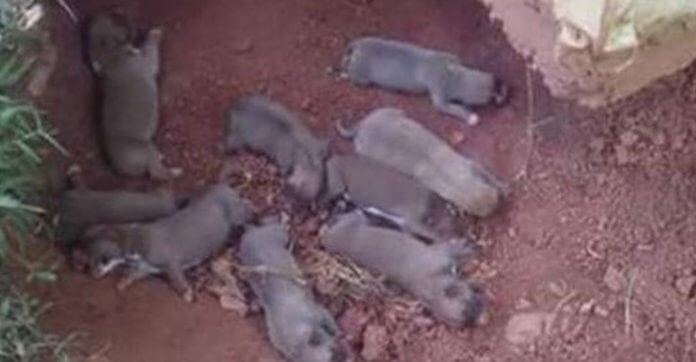 Mama Dog Hid Her Tiny Puppies In A Ditch…