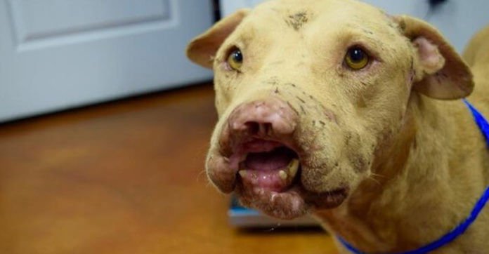 This Dog Lost His Nose, But He Still Gives…