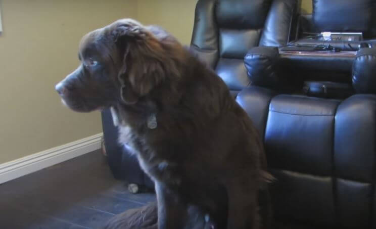 This Dog Doesn’t Really Know What To Feel About…