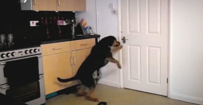 Woman Can’t Believe What Her Dog Does After She…