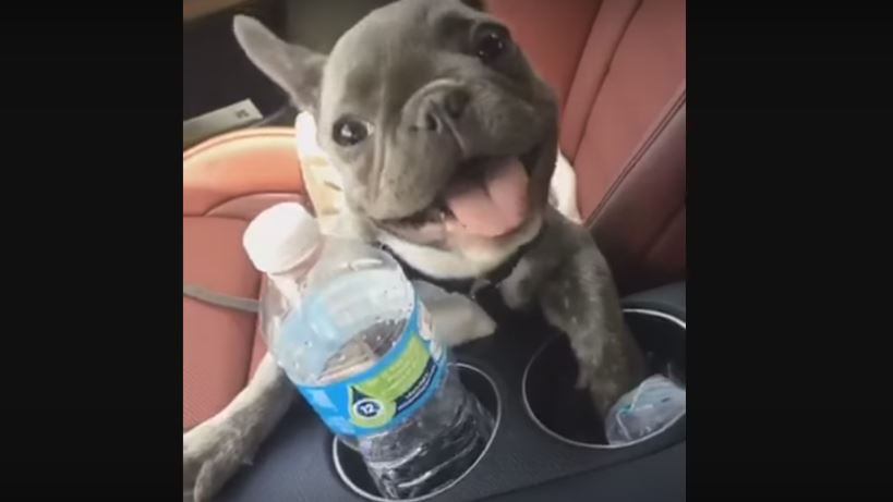 Baby Bulldog Be Trying To Wow Us With His…