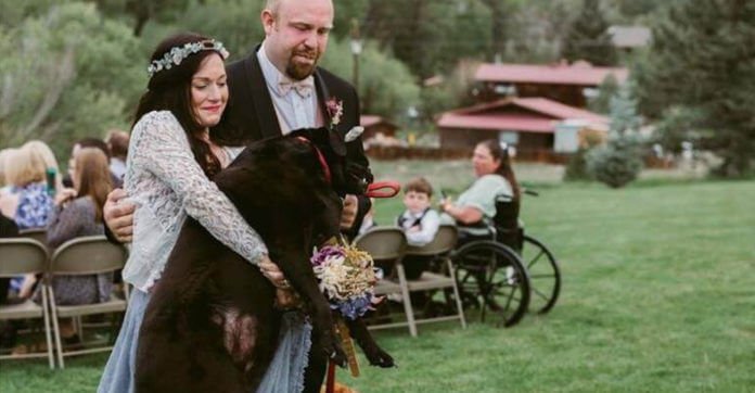 Dying Dog Kept Smiling Because He Didn’t Want To…