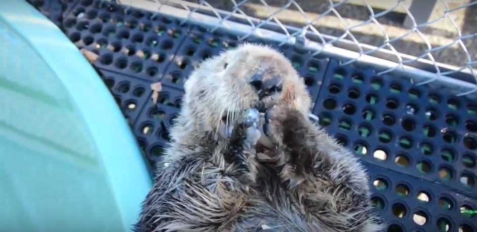 YouTube/Vancouver Aquarium