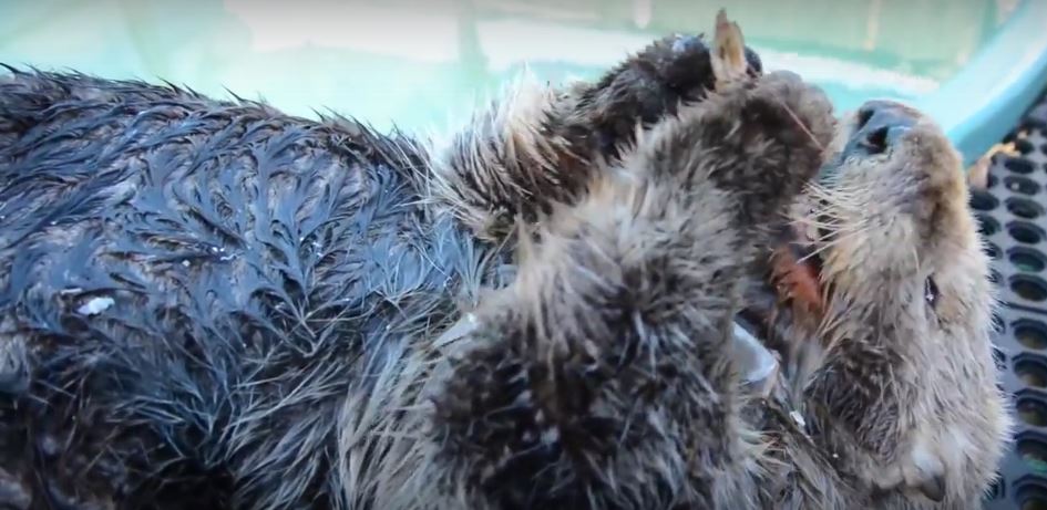 This Rescue Sea Otter Is Such A Hearty Eater He Won’t Stop Eating His Clams And Shrimps!