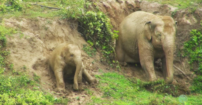 A Herd Of Elephants Sliding In The Mud Is…