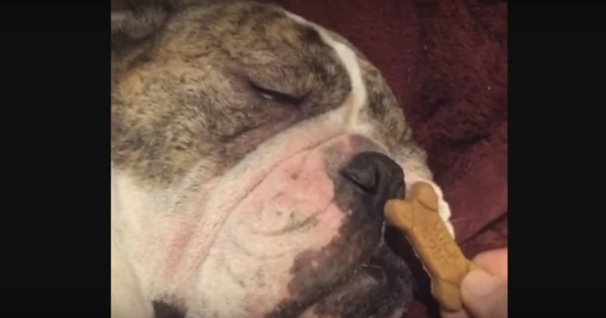 Human Puts Milk Bone In Front Of Sleeping Dog’s…