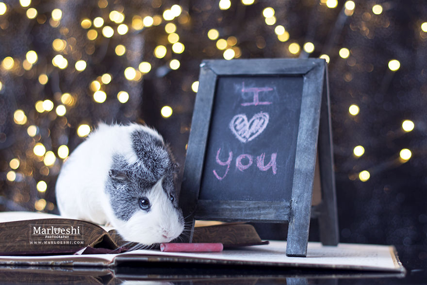 12 Magical Photos Of Mieps, The Superbly Photogenic Guinea…