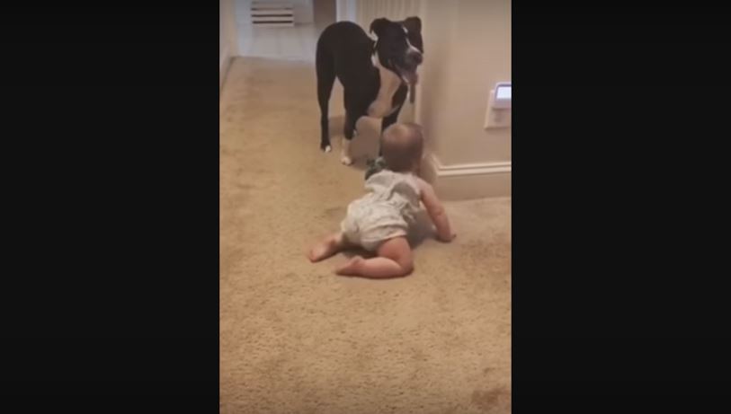 Teacher Pooch Patiently Explains To Baby The Rules To Playing Fetch. This Is Beyond Adorable!