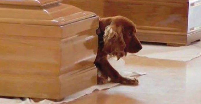 This Dog Knows His Owner Is Gone… But He’s…