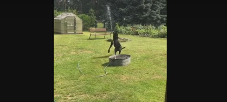 Watch This Pooch Go Crazy Over A Water Fountain…