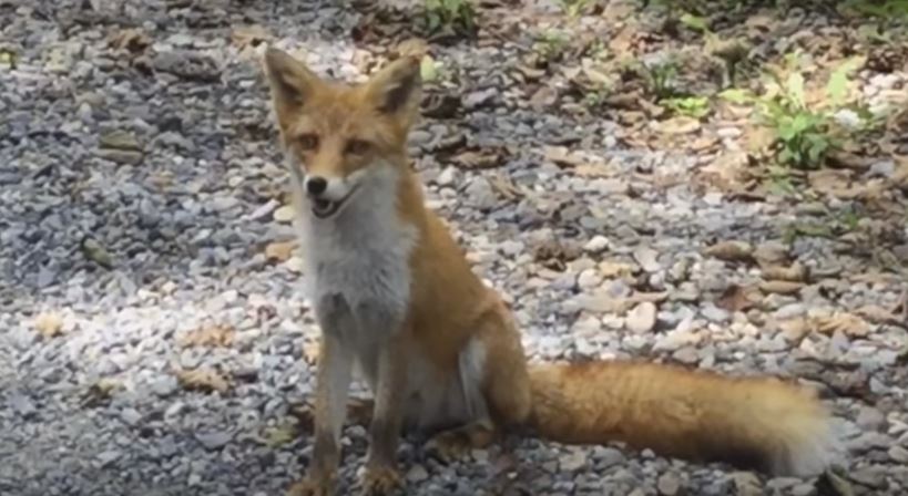 When This Young Fox Sees The Camera, He Flashes…