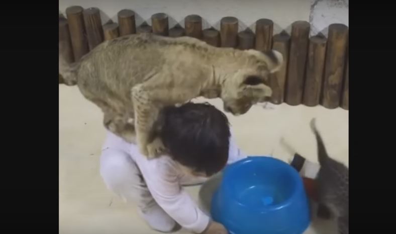 Lion Cub And Baby Human Share The Cutest Friendship…