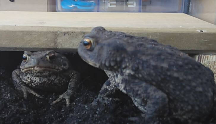 These Two Frogs’ Mealtime Sesh Is Unexpectedly Hilarious! YOU…