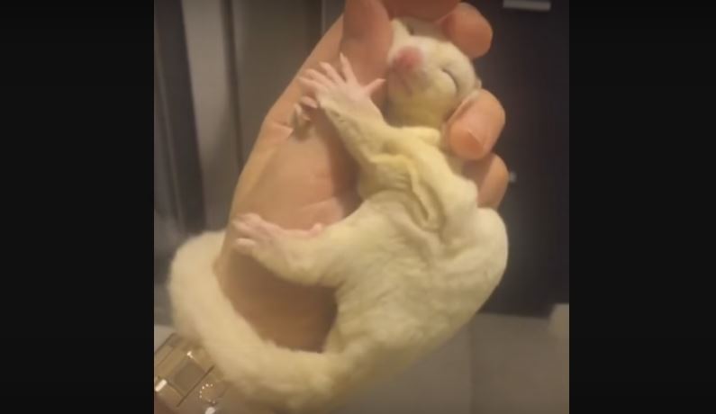 Cutie Patootie! Sugar Glider Falls Asleep On Its Owner’s Hand.