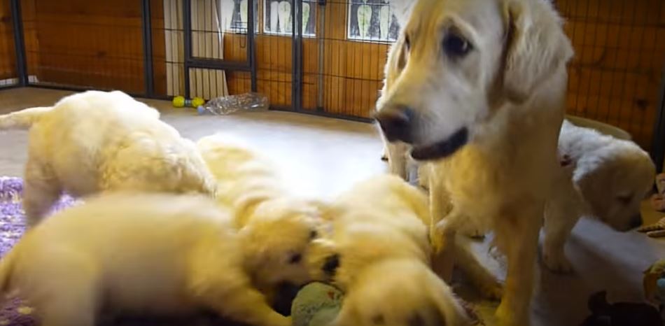 WATCH: Dog Granny Almost Regrets Visiting Her Five Hyperactive…