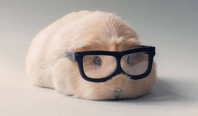 5 Guinea Pigs Who’re Going To Make Your Heart…