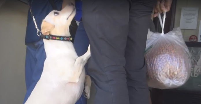 Heartbroken Dog ‘Visits’ A Shelter. Instantly Knows He’s Being…