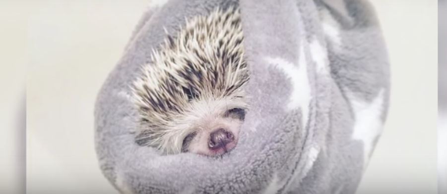 This Hedgehog From Japan Will Melt Your Heart With…