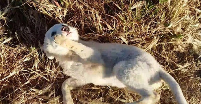 Man Almost Overlooked This Homeless Dog. The Dog’s Reaction…