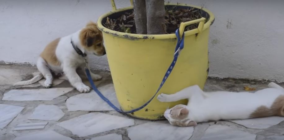 Cat Gets Introduced To A Dog For The First…