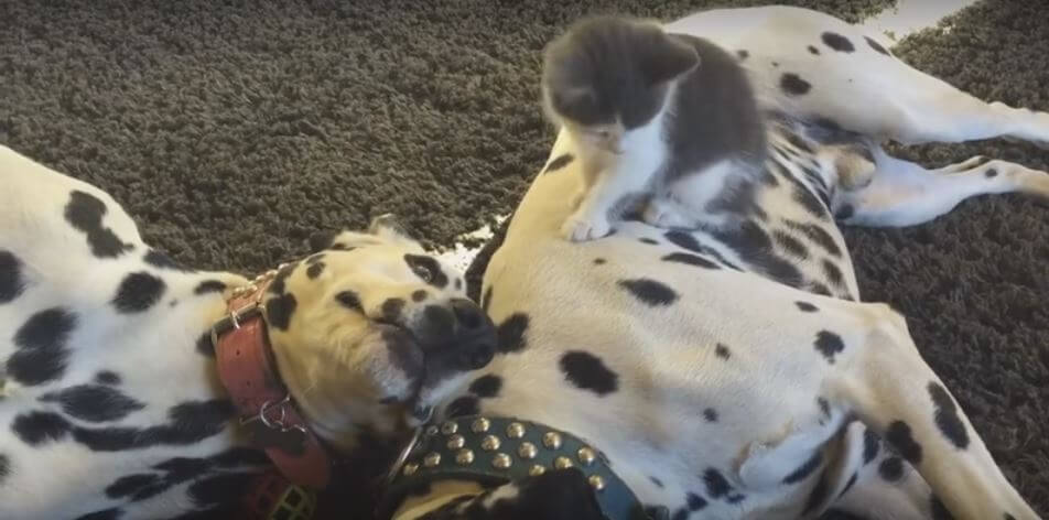 Tiny Kitten Thinks Dalmatian Couple Is His Own Mom…