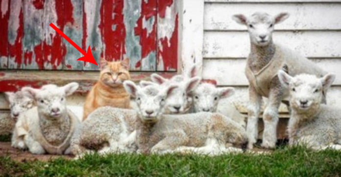 Ginger Cat Convinces A Flock Of Lambs That He’s…