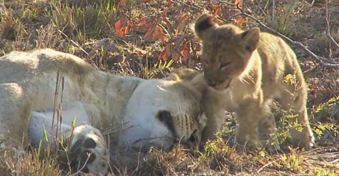 How This Lioness Reacts When Her Naughty Cub Ruins…