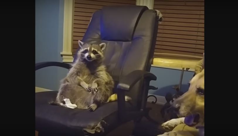 Raccoon Lounges Comfortably On A Chair Whilst Watching A…