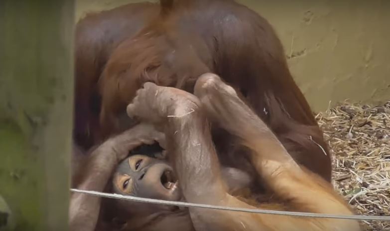 It’s Playtime For This Momma Orangutan And Her Baby And It’s An Absolute Lovefest!!!