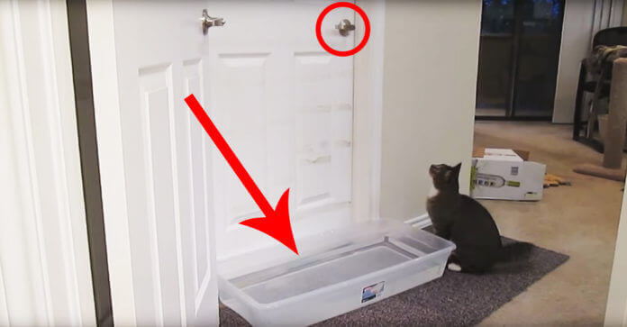 To Prevent Their Cat From Opening The Door They…