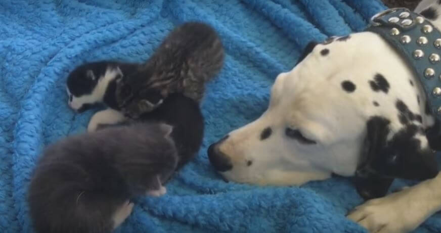 Dalmatian Takes Over Parent Duties To Tiny Kittens While…